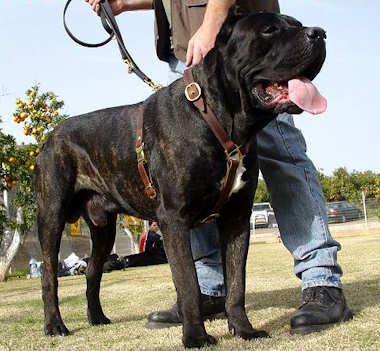 cane corso leather dog collar