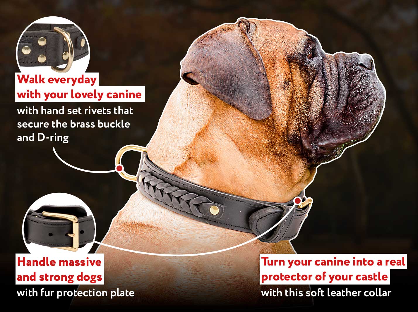 Best collar for bullmastiff 2025