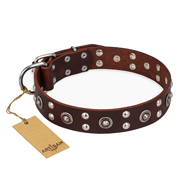 'Pirate Treasure' FDT Artisan Exciting Brown Leather Mastiff Dog Collar with Studs