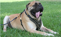 English Mastiff Leather Harness Studded