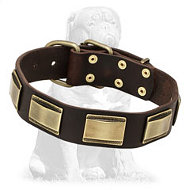 Designer Mastiff Collar with Plates