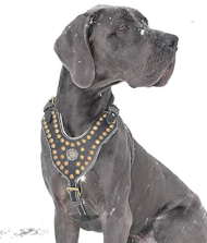 German Mastiff Leather Harness Studded