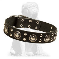 Mastiff Mix Studded Leather Dog Collar