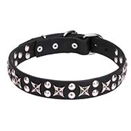 Mastiff Leather Dog Collar with Chrome Plated Fittings