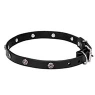 Mastiff Leather Dog Collar with Chrome Plated Engraved Studs