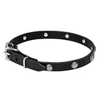 Mastiff Leather Dog Collar with Chrome Plated Round Studs