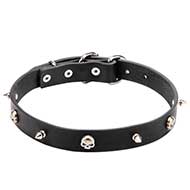 Mastiff Pirate Style Leather Collar with Nickel Plated Spikes and Skulls 1 inch (25 mm) wide Mastiff Pirate Style Leather Collar with Nickel Plated Spikes and Skulls 1 inch (25 mm) wide