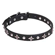Mastiff Leather Dog Collar with Chrome Plated Stars and Studs