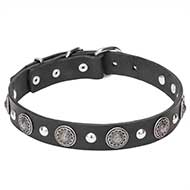 Mastiff Leather Dog Collar with Silver-Like Conchos and Half-Ball Studs