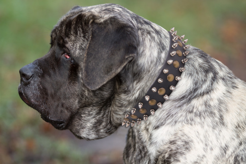 Get Walking Leather Cane Corso Collar, Spiked, Studded