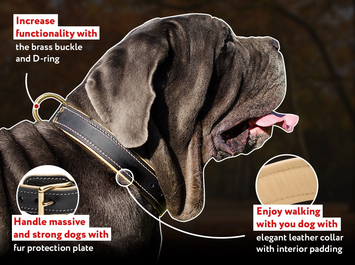Royal Nappa padded leather Mastiff collar Royal Nappa padded leather Mastiff collar