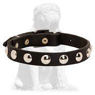 Mastiff Leather Collar with Nickel Half-Ball Studs