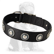 Nylon Mastiff collar with silver conchos
