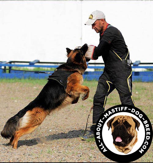 Nylon dog harness for efficient training