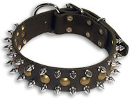 Mastiff Studded&spike Black collar 21'' /21 inch dog collar -S55