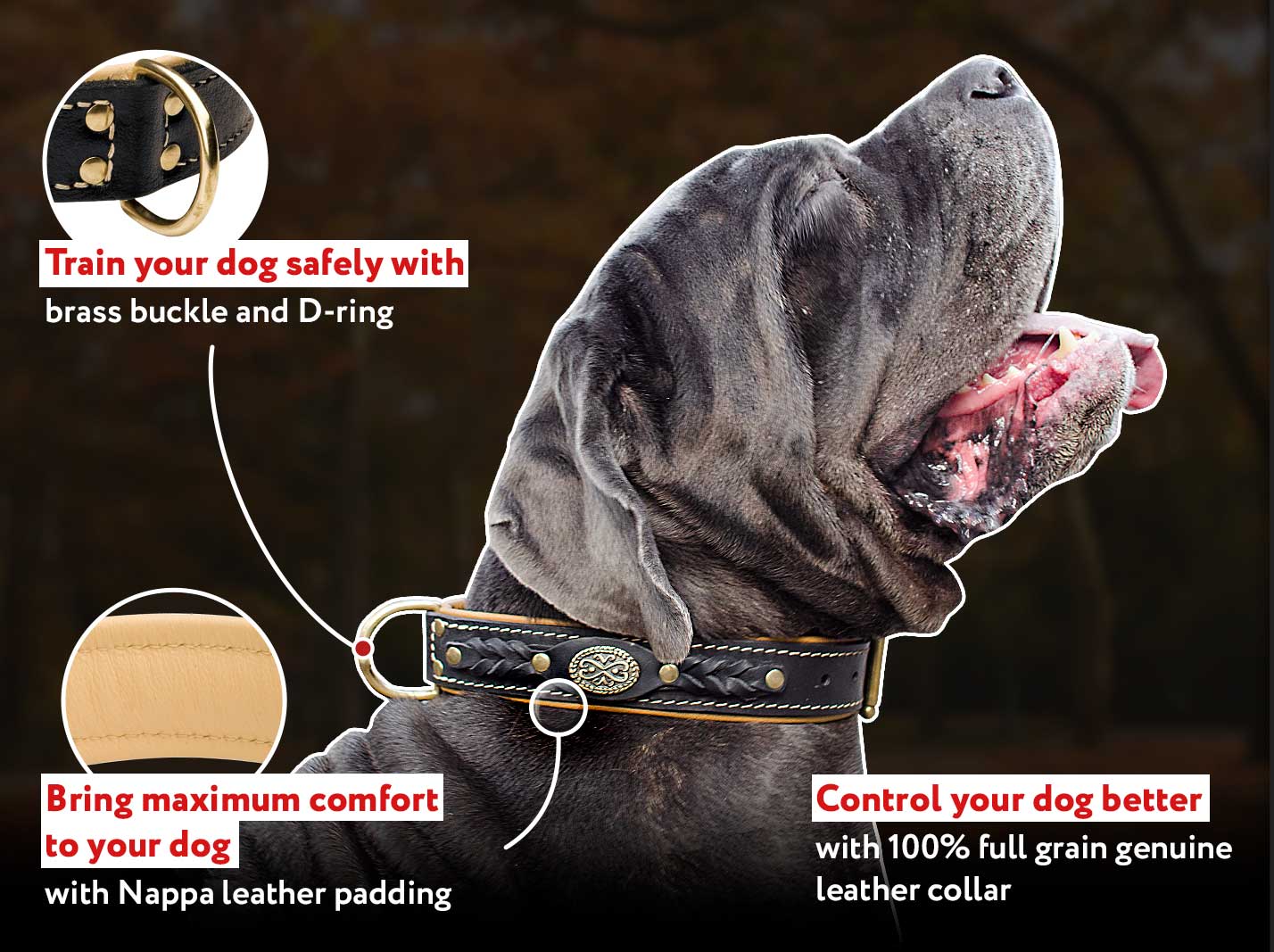 Mastiff neck size cheap