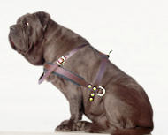 Mastino Napoletano Pulling/Tracking Leather Dog Harness