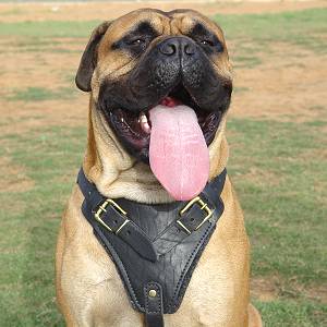 Bullmastiff Leather Harness Felt Padded