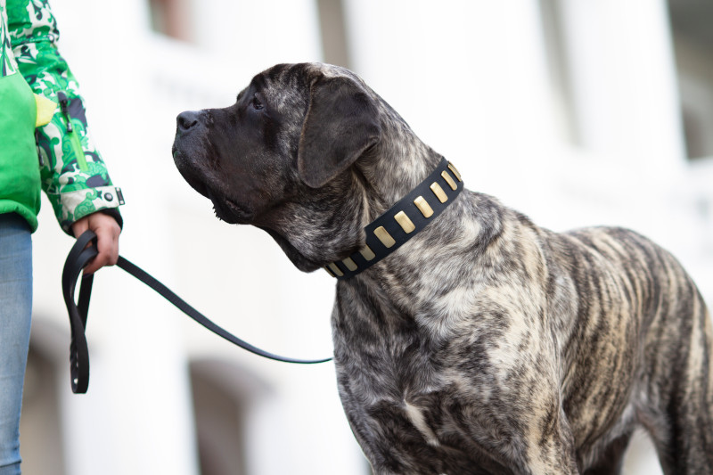 Custom Leather Dog Collar for CANE CORSO - Designer Dog Collar : Mastiff  Breed: Harnesses, Muzzles, Collars, Leashes, Bite Tugs and Toys