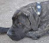 Sadie Mastiff Looks Gorgeous Wearing Leather Dog Collar Sadie Mastiff Looks Gorgeous Wearing Leather Dog Collar