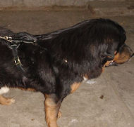 Tibetan Mastiff Leather Harness for Agitation Training