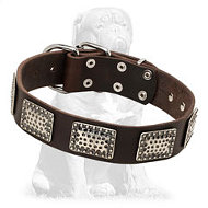 Luxurious Mastiff Leather Collar with Nickel Plates