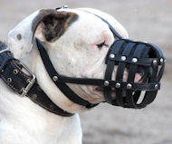 Perfectly designed leather basket muzzle for Argentinian Mastiff