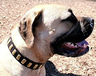 Mastiffs Leather Dog Collar -Gorgeous Wide Collar With Plates Mastiffs Leather Dog Collar -Gorgeous Wide Collar With Plates