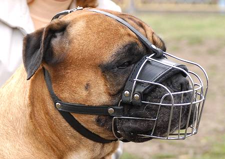 mastiff muzzle