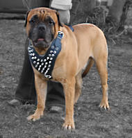 Exclusive Spiked Leather Harness for English Mastiff