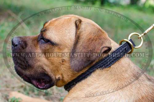 Dependable Cane Corso collar