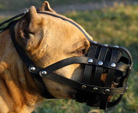 dog muzzle for cane corso