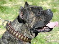 Leather Cane Corso Mastiff Collar with Plates