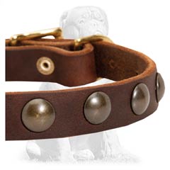 Brass Half-Ball Studs on Mastiff Leather Dog Collar  Buckled