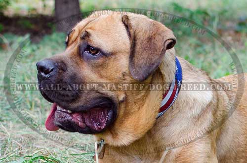 American Flag Painted Leather Cane Corso Collar 