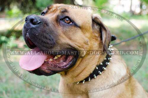 Cane Corso Spiked Leather Dog Collar Equipped with 2 Rows of Nickel Spikes