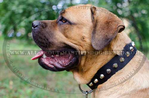 Adjustable Cane Corso leather collar