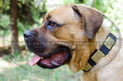 Cane Corso collar with riveted decorations