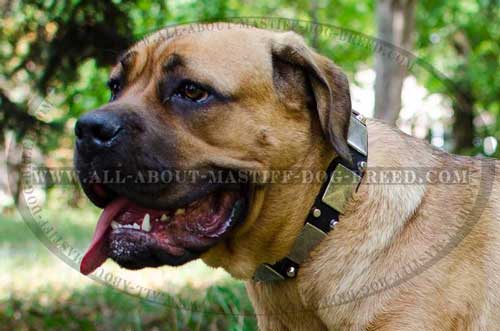 Cane Corso collar practical and quality