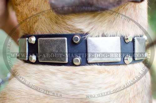 Exclusive Cane Corso collar with nickel adornments