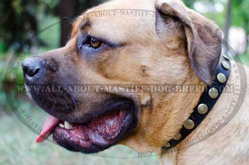 Chic Cane Corso leather collar exclusively decorated