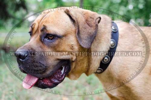 Dazzling nylon collar for stylish Cane Corso walking 