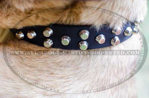 Studded shiny Cane Corso collar