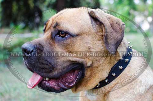 Cane Corso everyday full grain leather collar