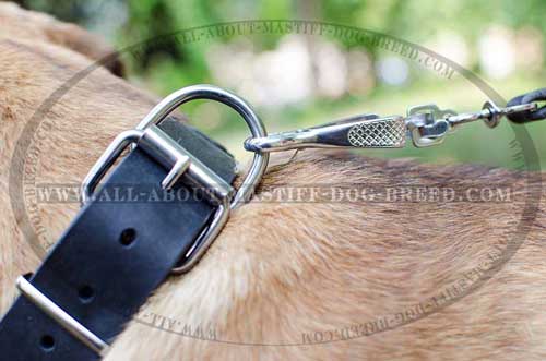 Cane Corsonickel plated leather collar