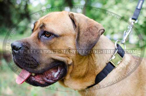 Easy in use everyday Cane Corso nylon collar