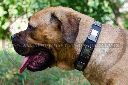 Cane Corso leather collar with trendy designer plates