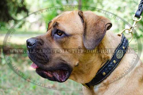Braided leather collar for Cane Corso