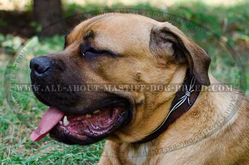 Cane Corso no toxic leather collar