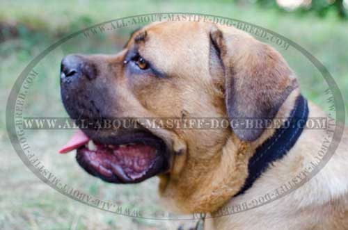 Padded leather collar for attack training for Cane Corso